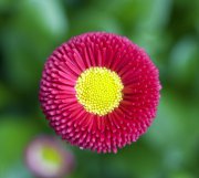 bloemen en planten vvbvanbree     1114